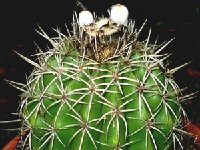 Melocactus curvispinus ssp ruestii (fruits blancs) ©JB.JPG